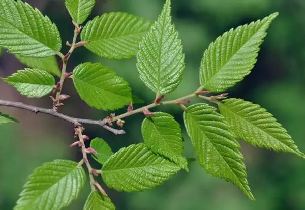 榉树(zelkova serrata(thunb makino)