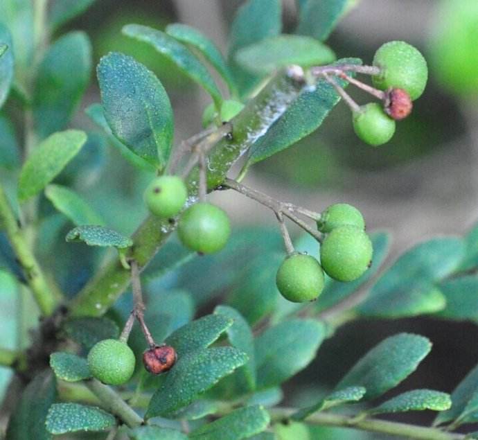 龟甲冬青(ilex crenata cv.convexa makino)