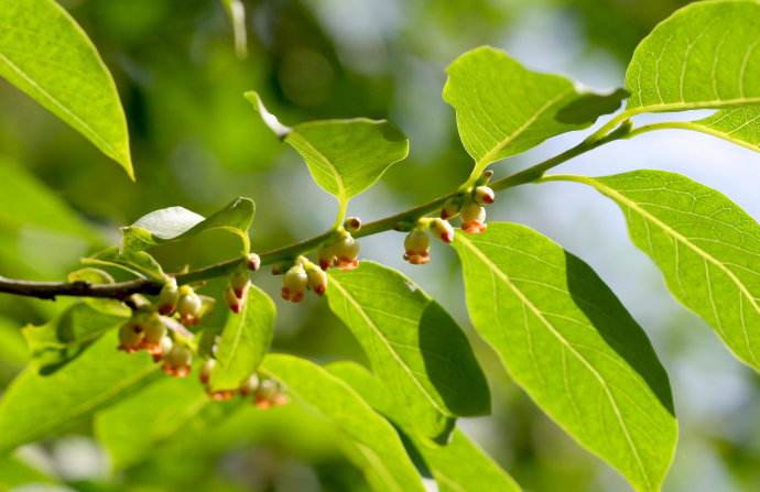 君迁子(diospyros lotus l.