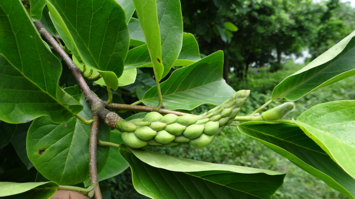 广玉兰magnoliagrandifloral