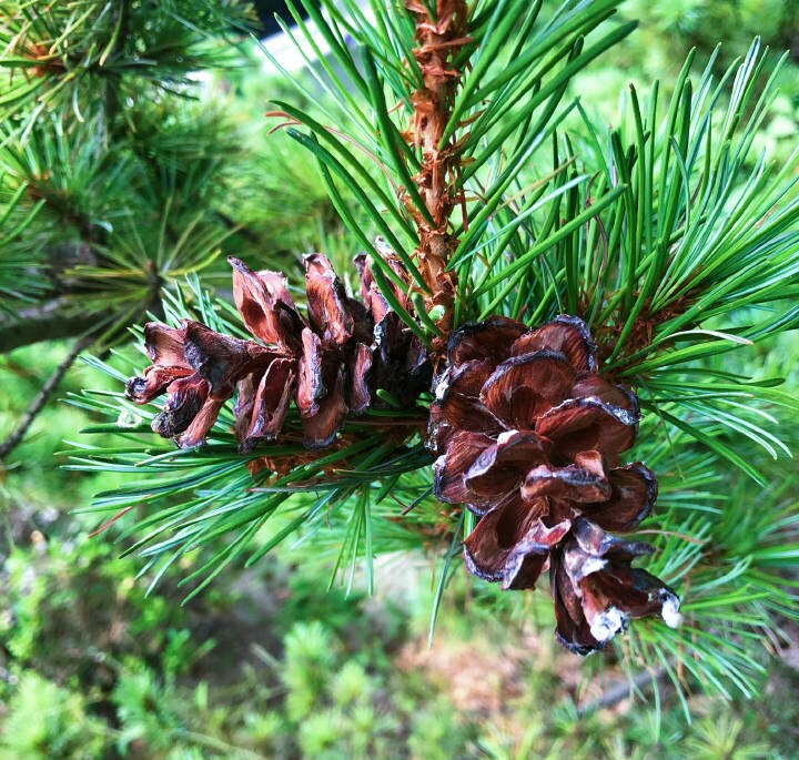 日本五针松(pinus parviflora sieb.et zucc.