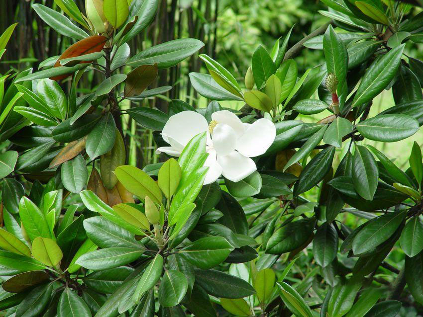 广玉兰magnoliagrandifloral