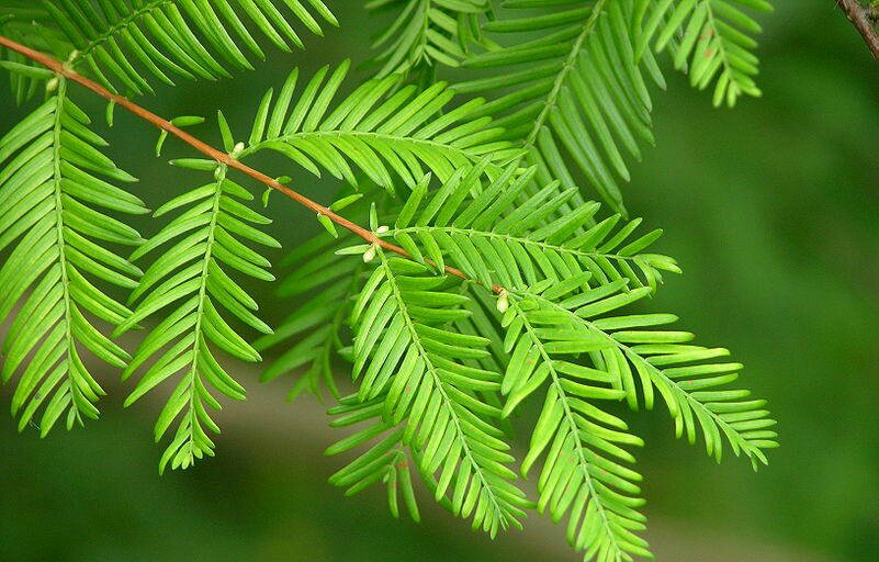 水杉(metasequoia glyphtostroboides hu et cheng)