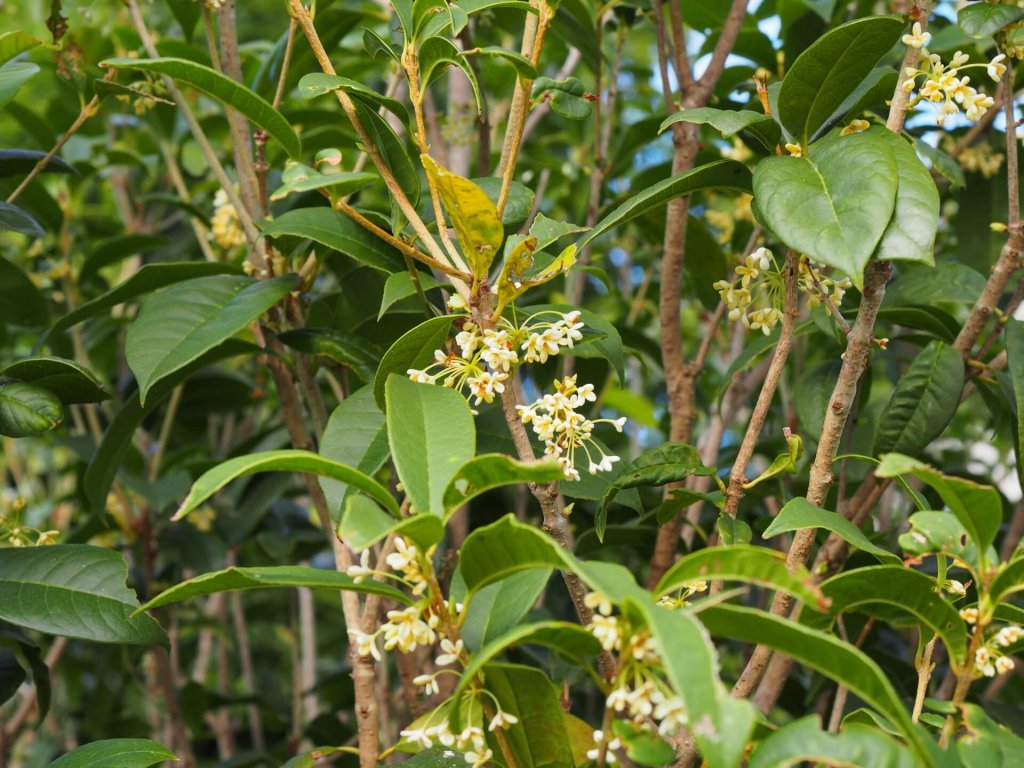 桂花(osmanthus fragrans (thumb.)lour.