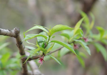 桃树(amygdalus persica l.