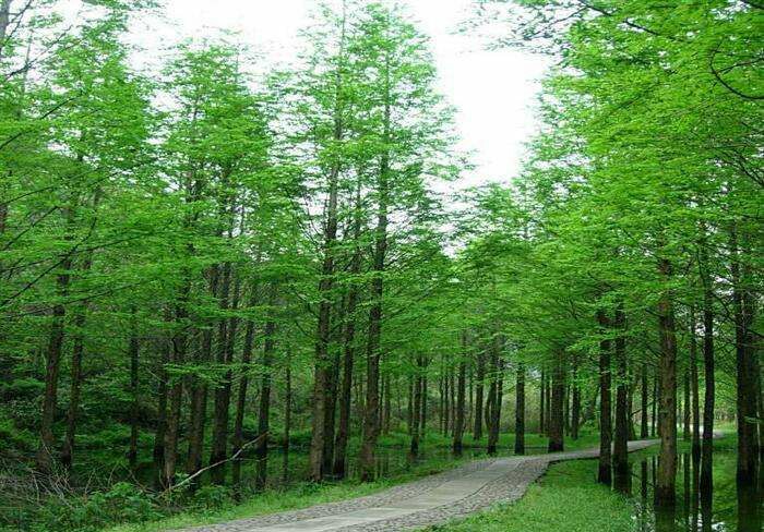 水杉(metasequoia glyphtostroboides hu et cheng)