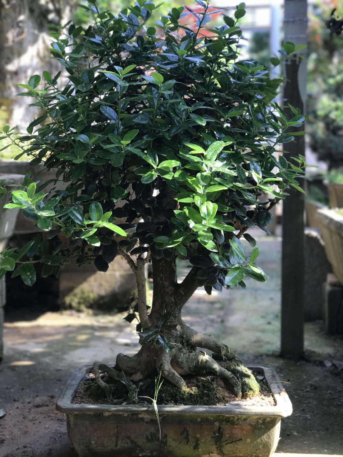 無刺枸骨(ilex cornuta var fortunei )