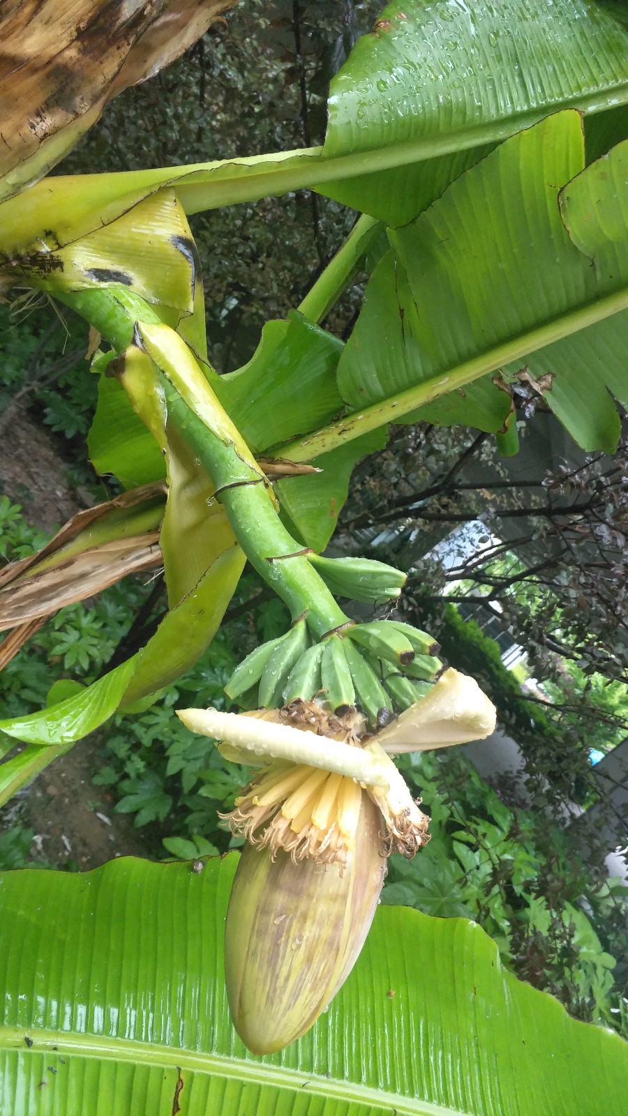 穗状黑三棱 刘霞讲师植物学博士一,地涌金莲和芭蕉的区别 篇篇花草