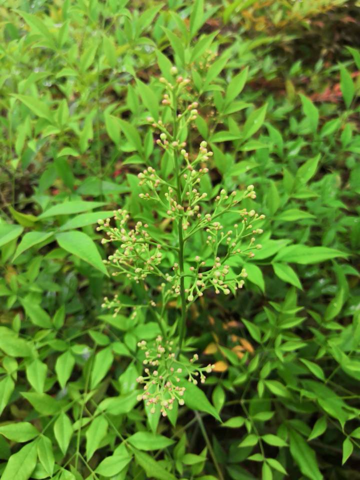 叶互生,集生于茎的上部,三回羽状复叶,二至三回羽片对生;小叶薄革质