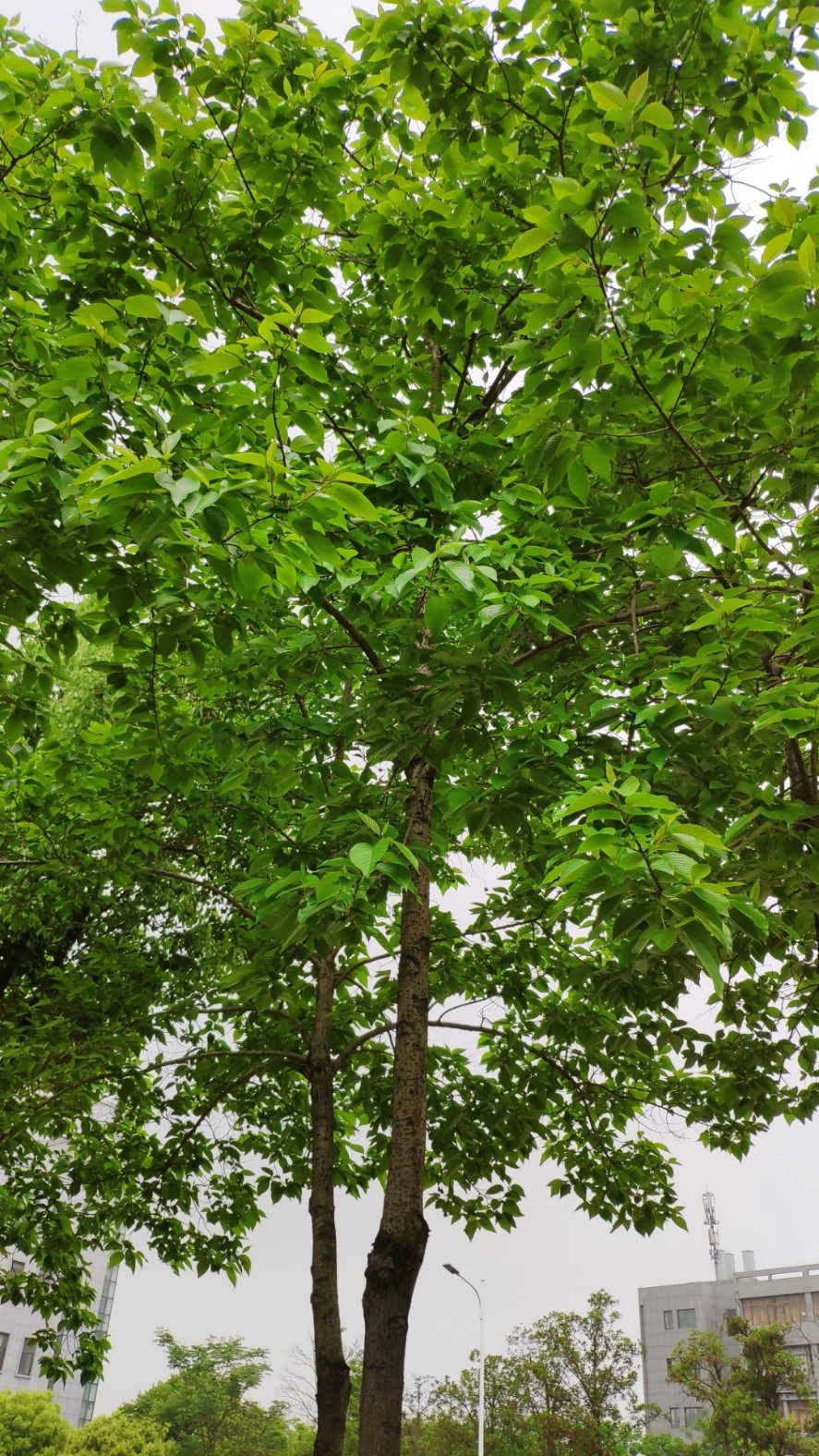 喜树(camptotheca acuminata.