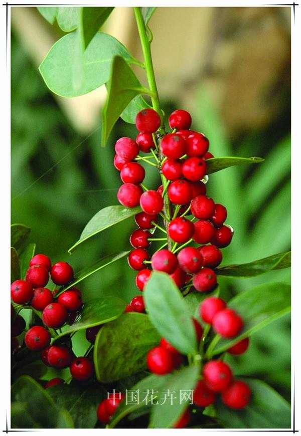 无刺枸骨(ilex cornuta var fortunei)