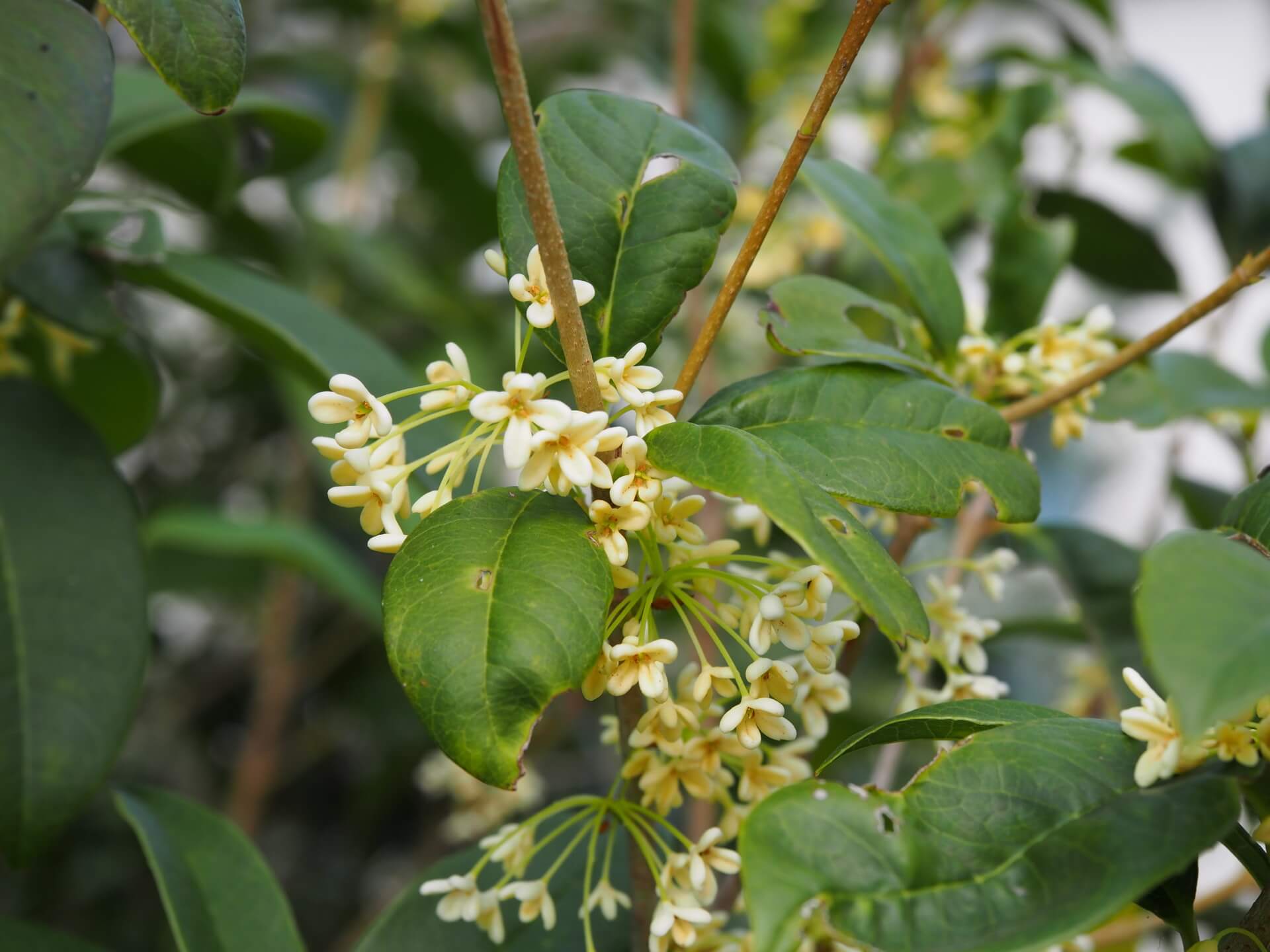 桂花(osmanthus fragrans (thumb)lour