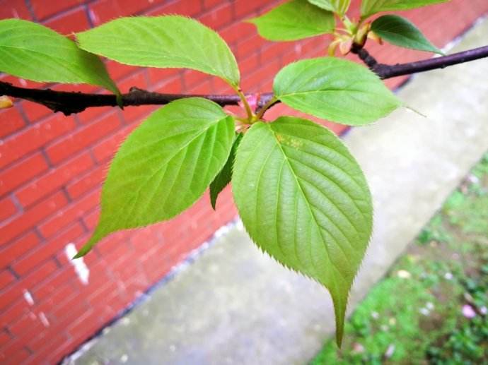 日本晚樱 cerasus serrulata var lannesiana)