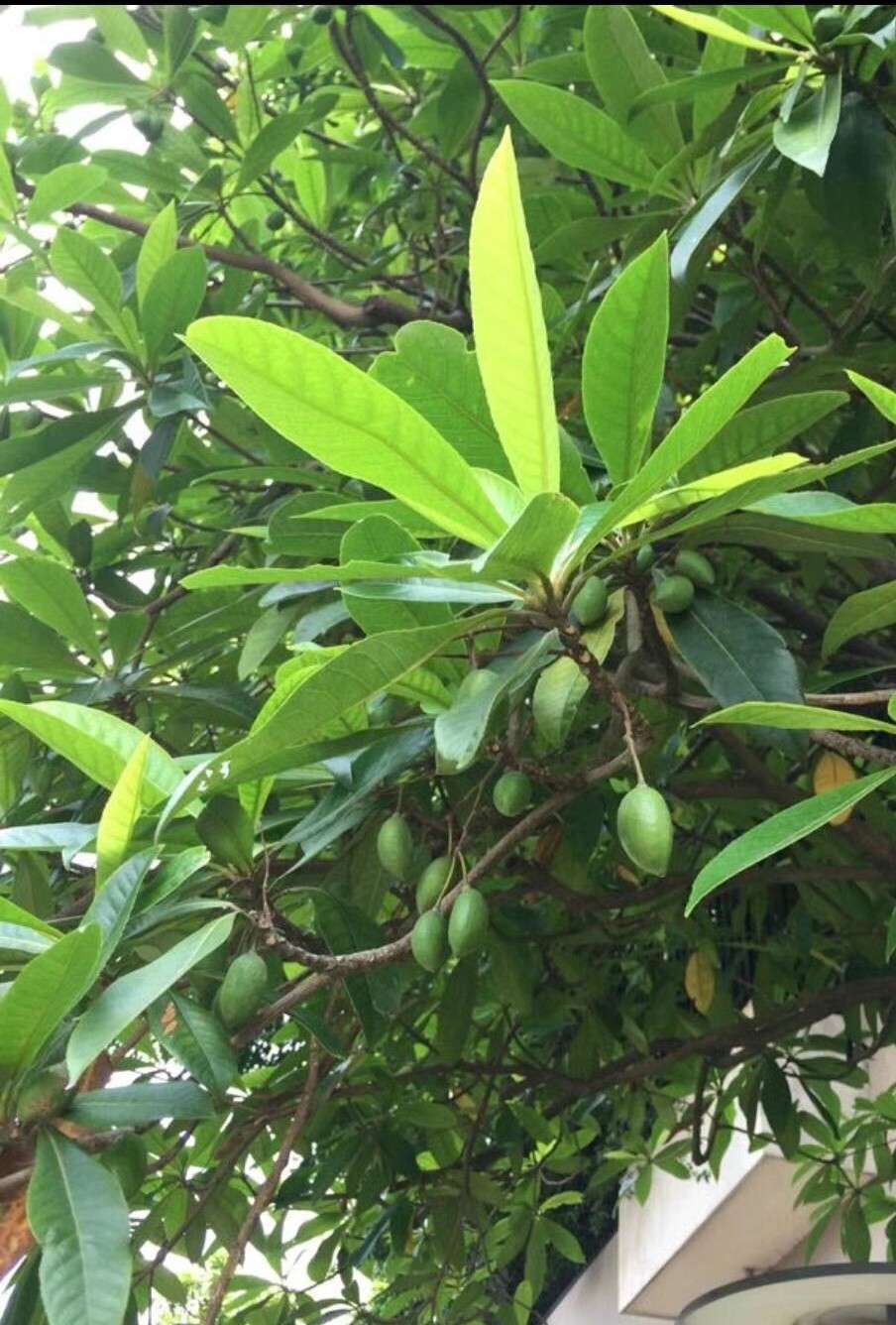 杜英(elaeocarpus decipiens hemsl
