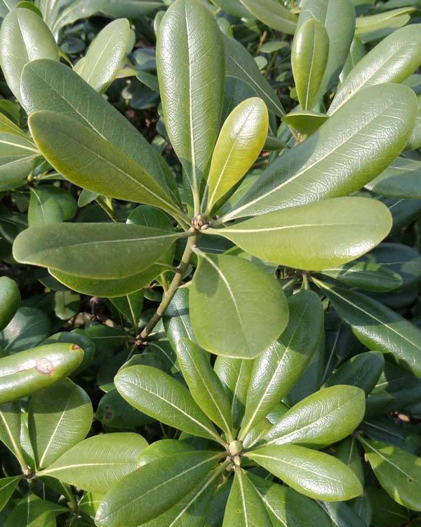 实验实训 校园绿化养护 > 正文海桐科海桐花属 别名:海桐花 形态特征