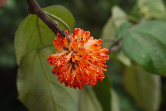 聚花果球形,熟时