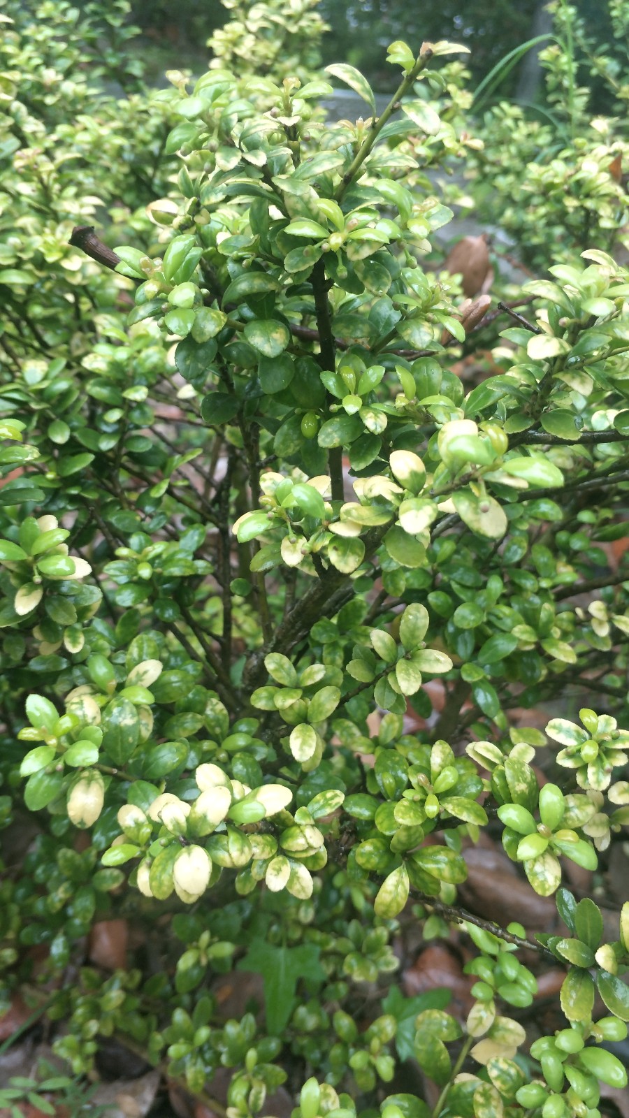 龟甲冬青(ilex crenata cv.convexa makino)