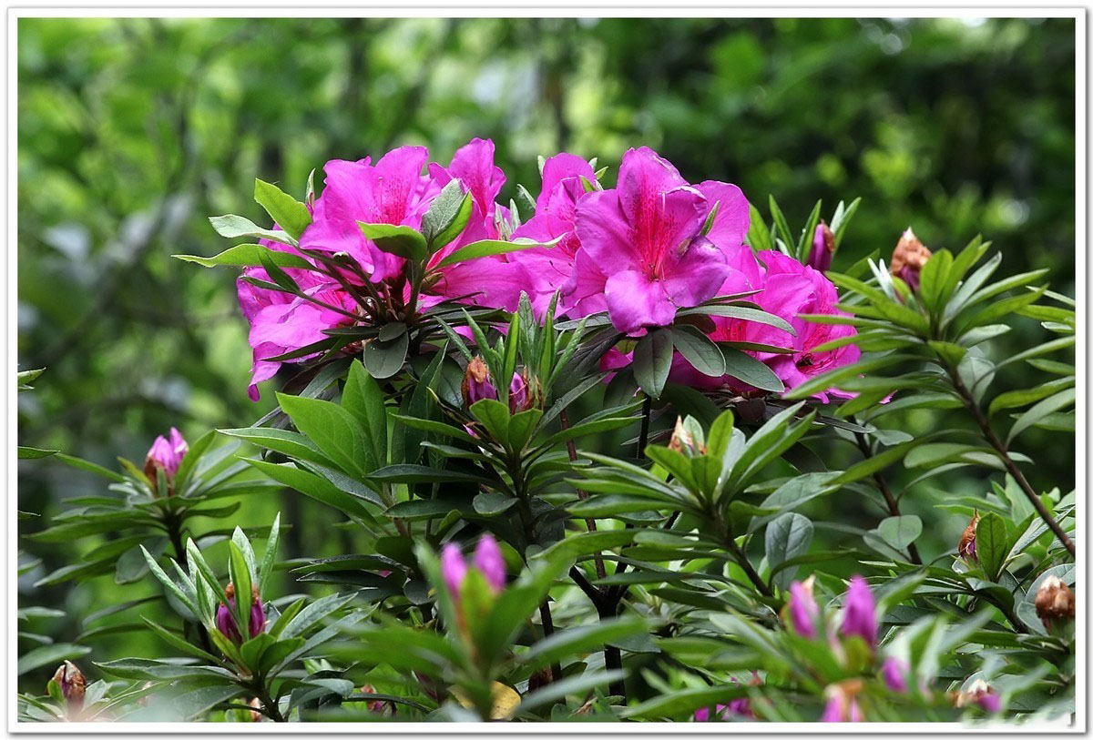 杜鹃(rhododendron simsii planch)