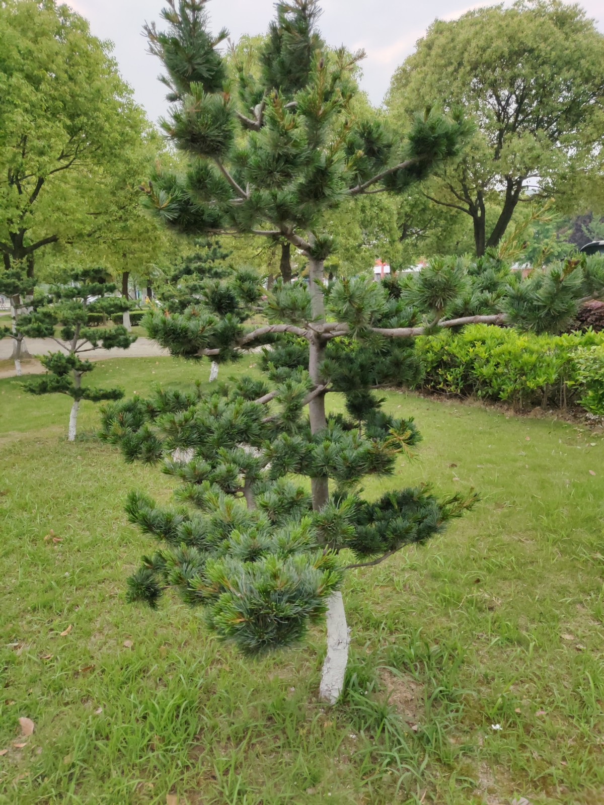 日本五针松-常见园林植物-图片